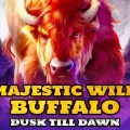 Majestic Wild Buffalo – Dusk Till Dawn