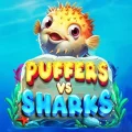 Puffers Vs Sharks