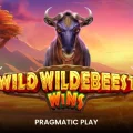 Wild Wildebeest Wins