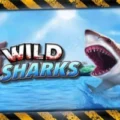 6 Wild Sharks