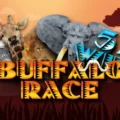 Buffalo Race