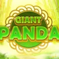 Giant Panda