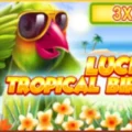 Lucky Tropical Birds 3×3