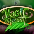 Magic Forest