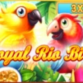 Royal Rio Birds 3×3