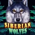 Siberian Wolves