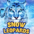 Snow Leopards