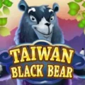 Taiwan Black Bear