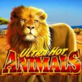 Ultra Hot Animals