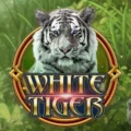 White Tiger