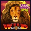 Wild Lion with Reel Bingo